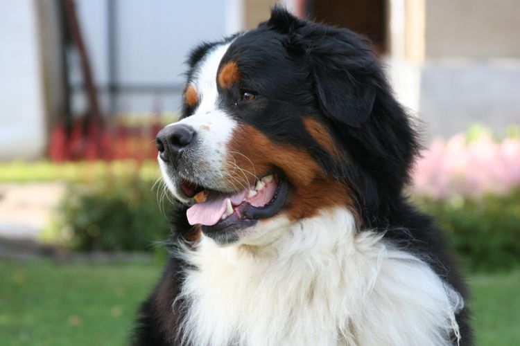 Boyero de Berna