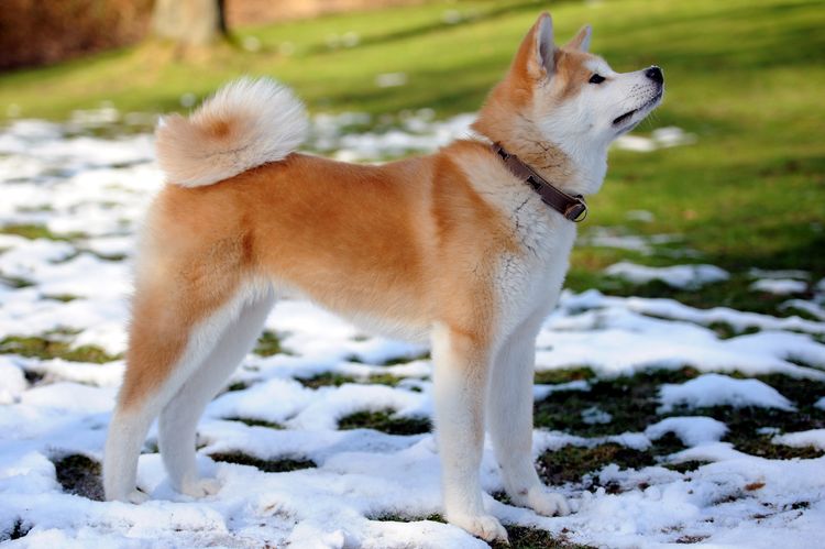 Akita japonés