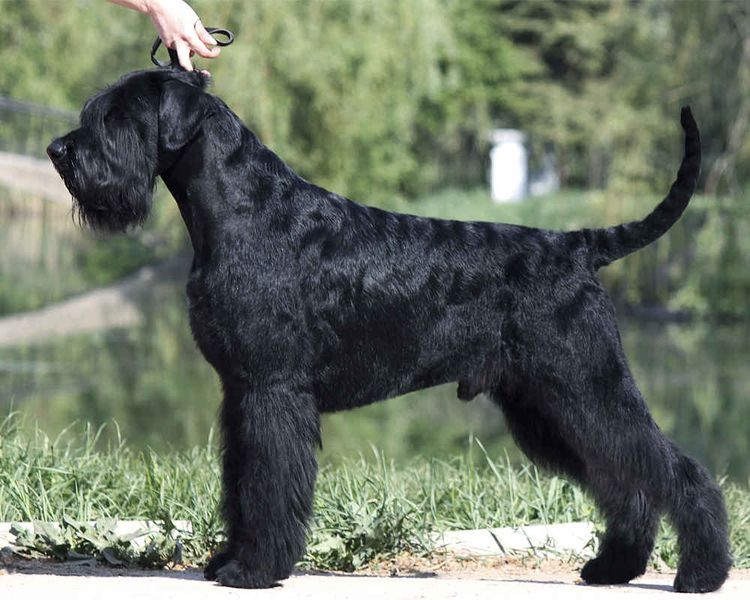 Riesenschnauzer