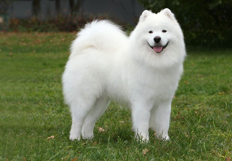 Samoyedo