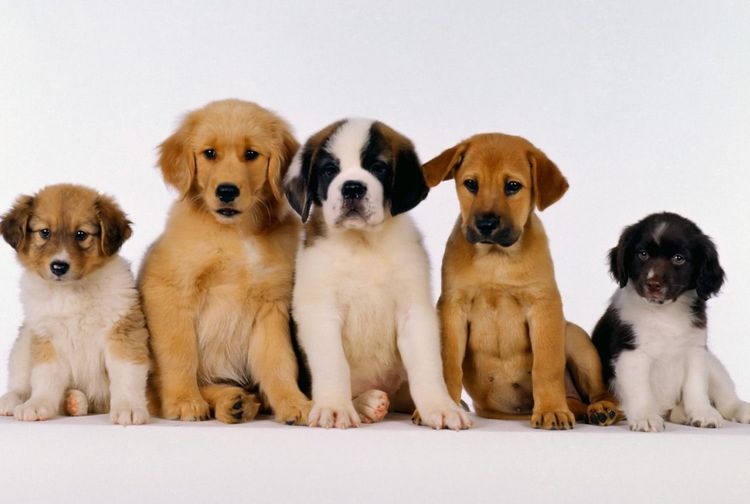Los perros más hermosos