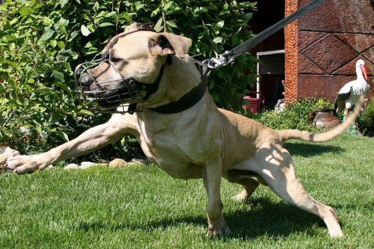 Pitbull se libera de la correa