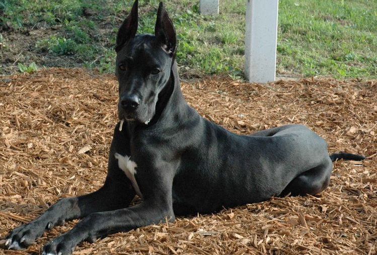 Dogo alemán