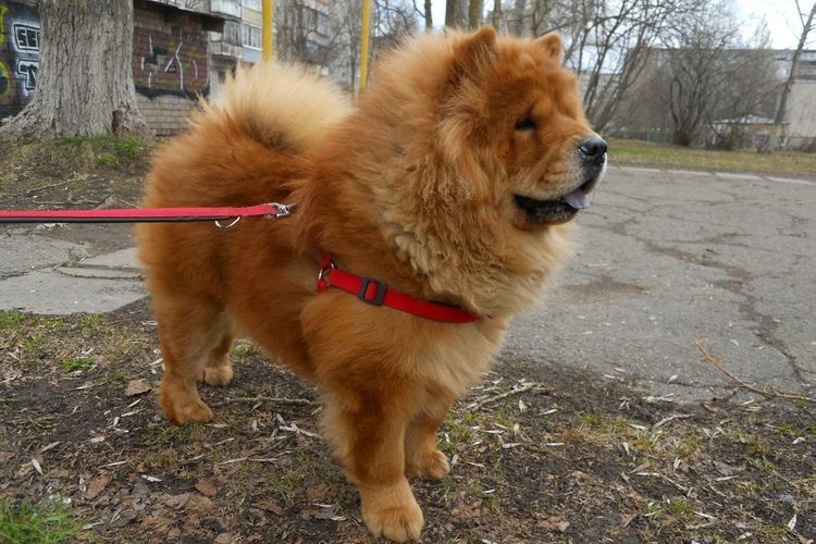 Chow chow con correa