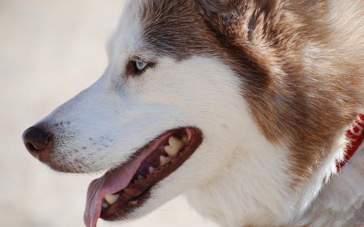 Husky