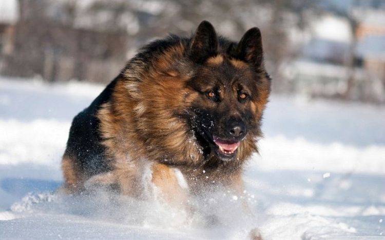 Pastor alemán corriendo sobre la nieve