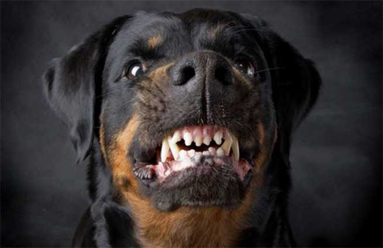Rottweiler muestra los dientes
