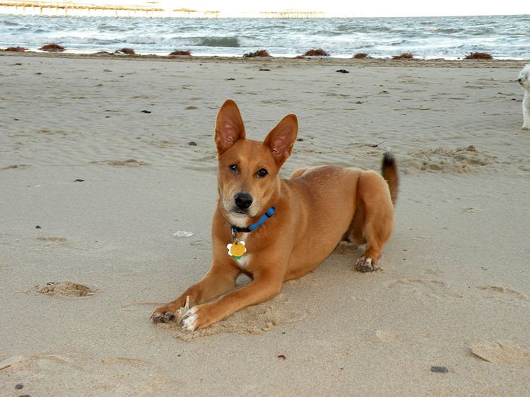 Perro de Carolina