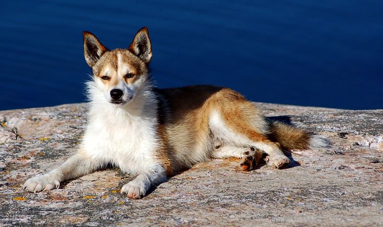Lundehund noruego
