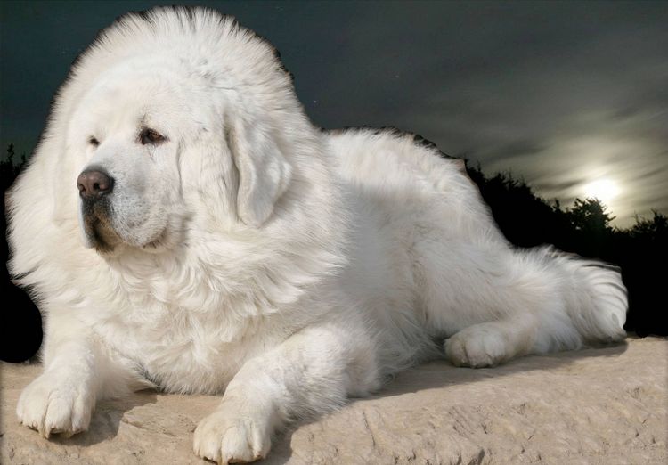 Mastín tibetano blanco