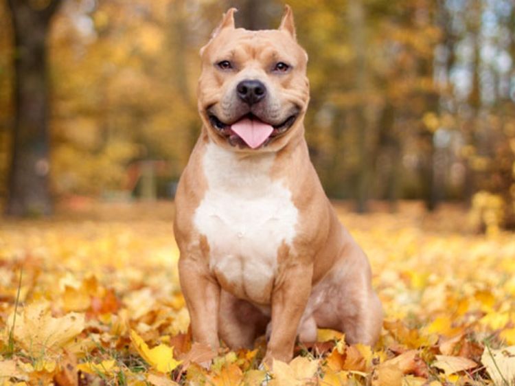 Staffordshire Bull Terrier
