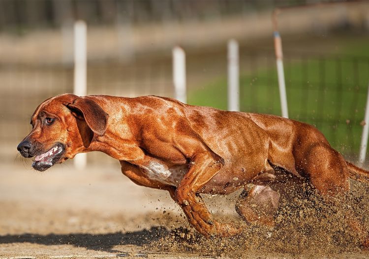 Ridgeback de Rodesia