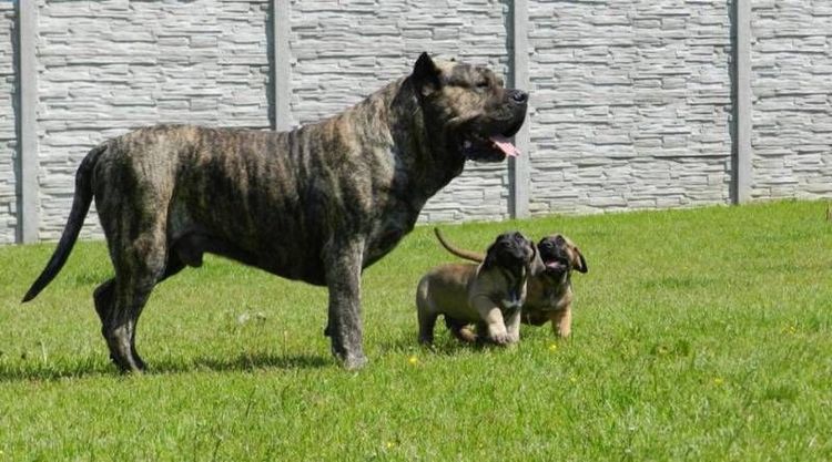 Dogo canario