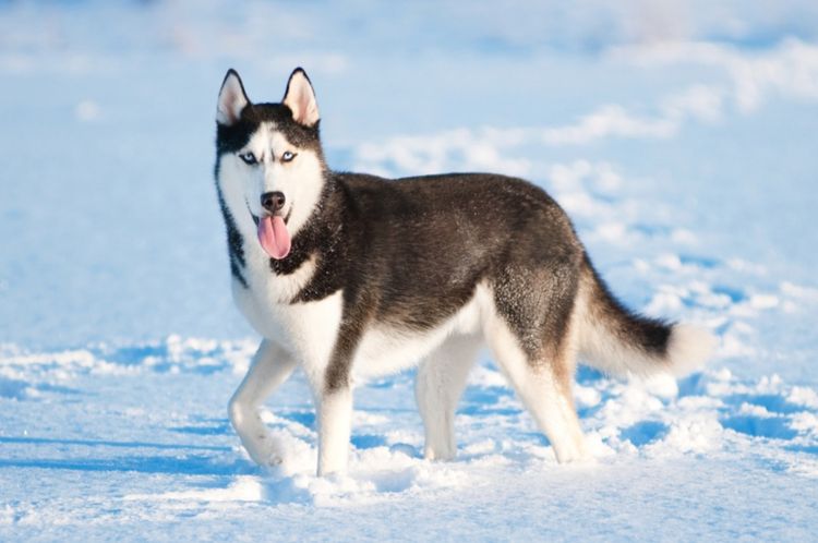 Siberian Husky