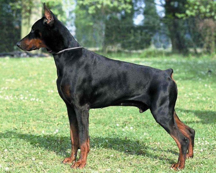 Dóberman