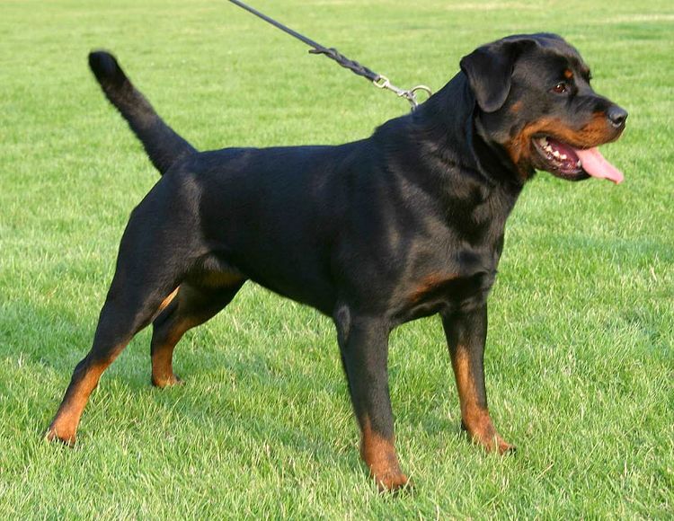 Rottweiler