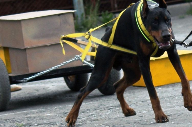 Los perros más fuertes del mundo