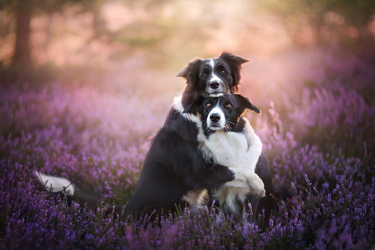 Border collie