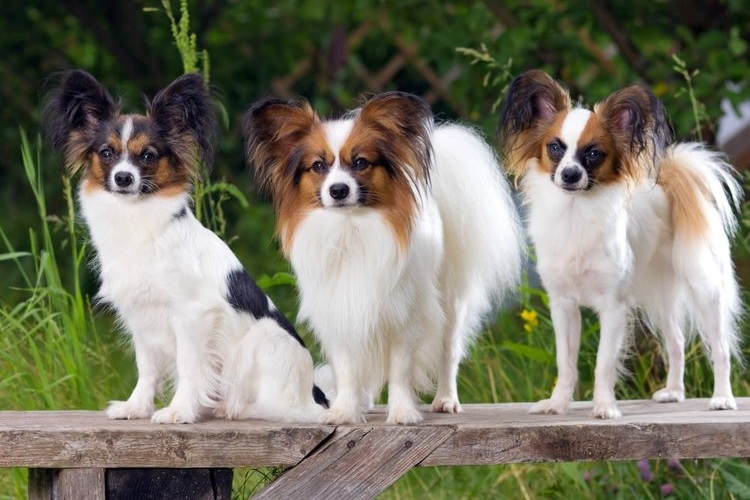 Papillones