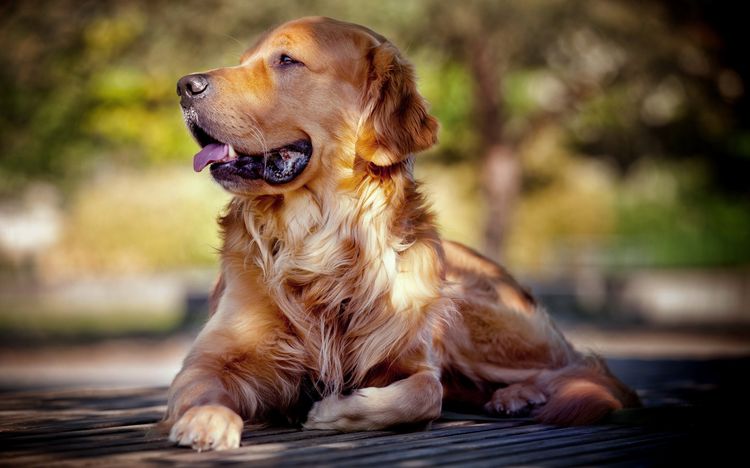 Retriever