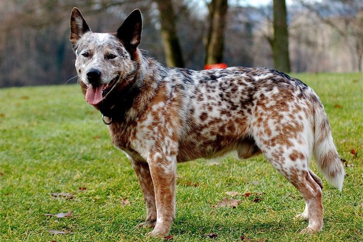 Boyero australiano