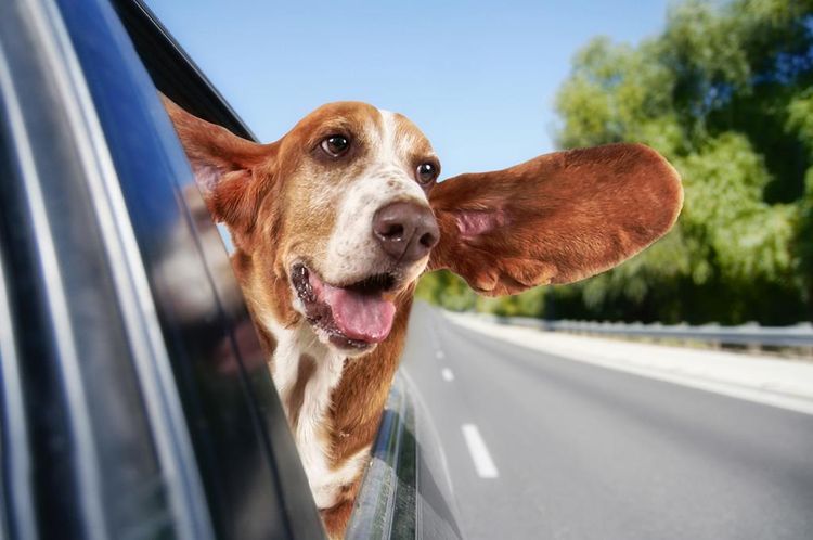 Perro en el coche