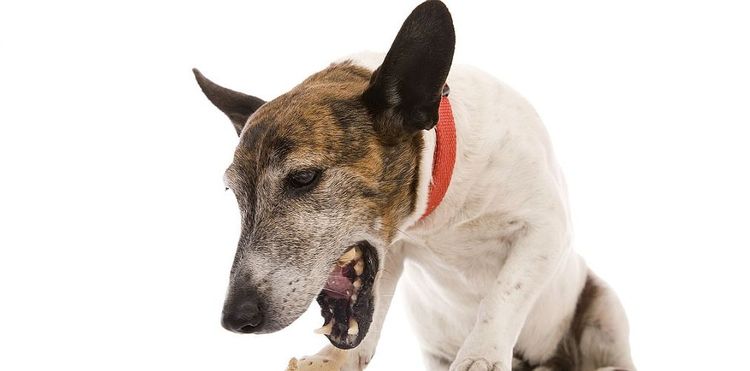 El perro tiene náuseas