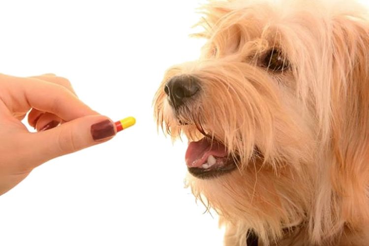 Comprimido para perro