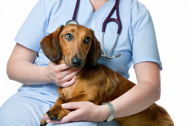 El veterinario sostiene al perro salchicha.