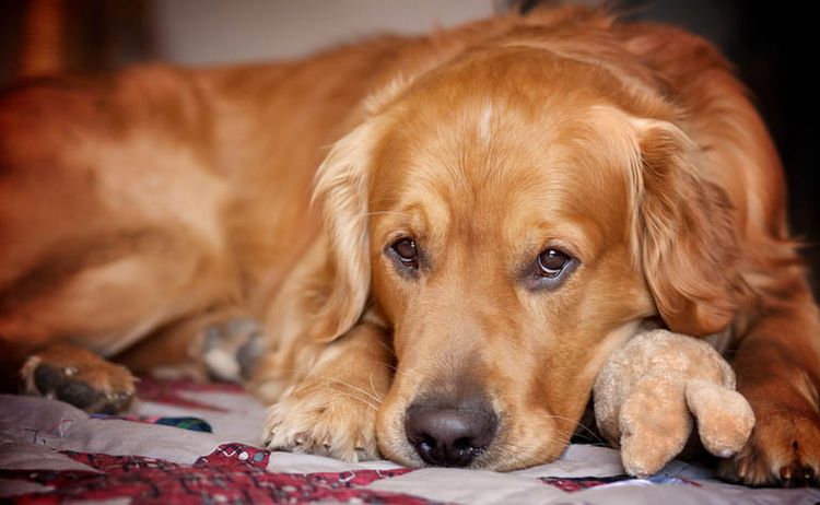 Retriever triste