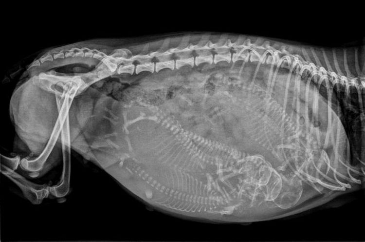 Radiografía de una perra embarazada