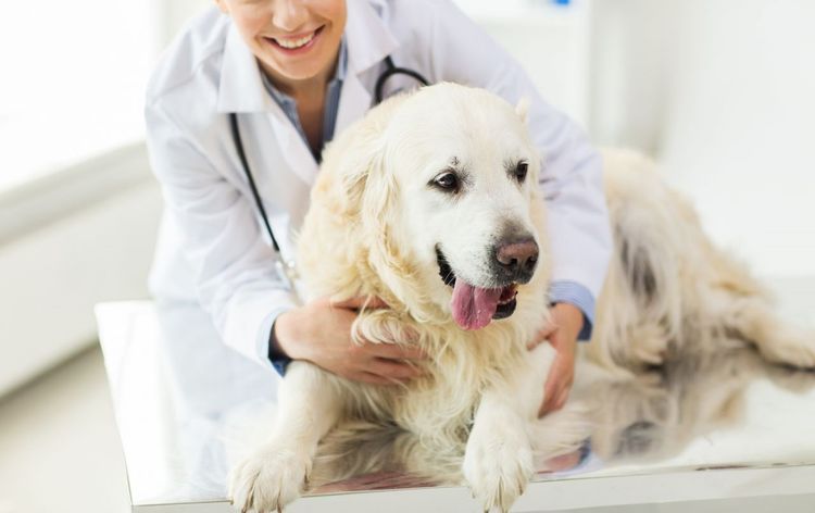El veterinario examina al perro