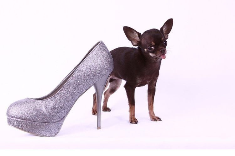 Chihuahua junto a un zapato
