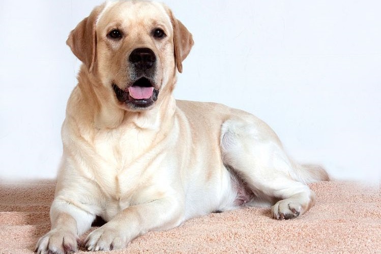 Labrador tumbado en la alfombra