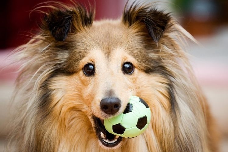 Shetland sheepdog sujetando una pelota con los dientes