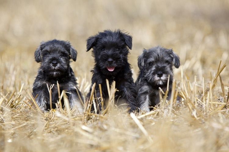 Cachorros de schnauzer miniatura
