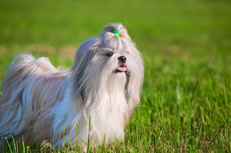Shih Tzu