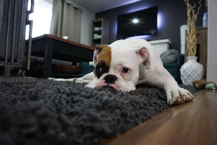 Perro descansando en la alfombra
