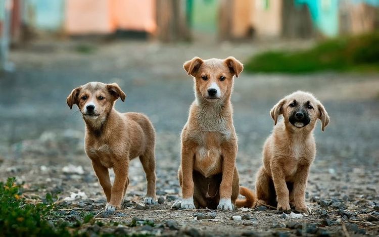 Tres perros callejeros