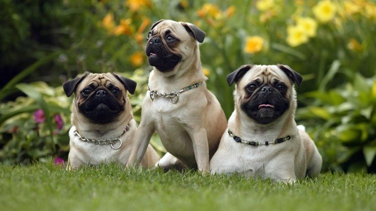 Tres carlinos