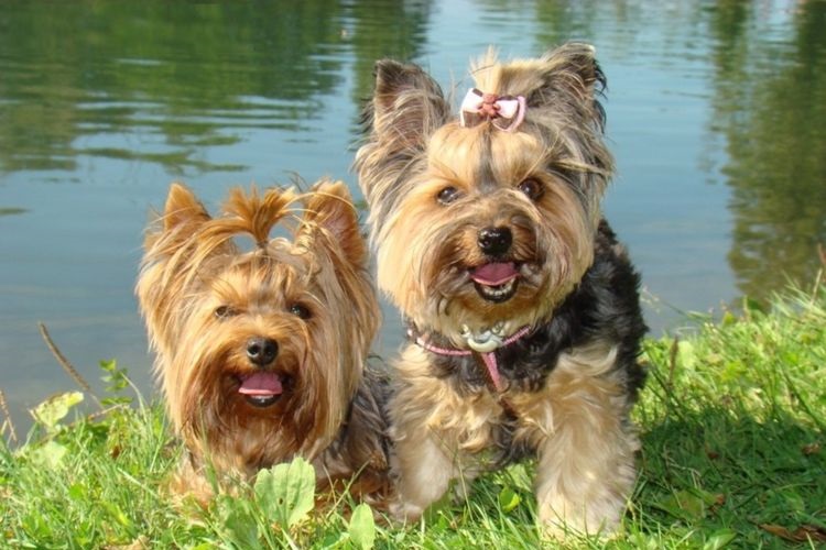Yorkshire terriers en un paseo