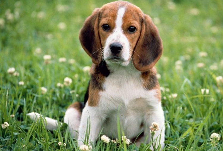 Beagle