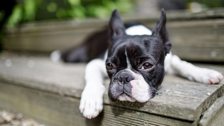 Boston terrier