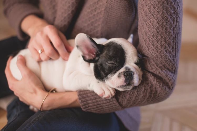 Perro en brazos de su dueño