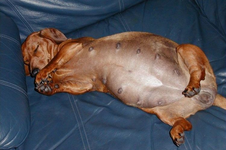 Pezones de un perro