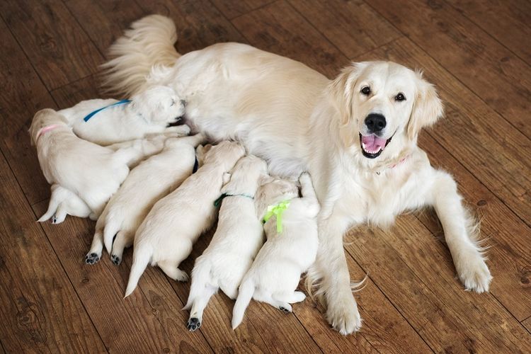 La perra alimenta a los cachorros