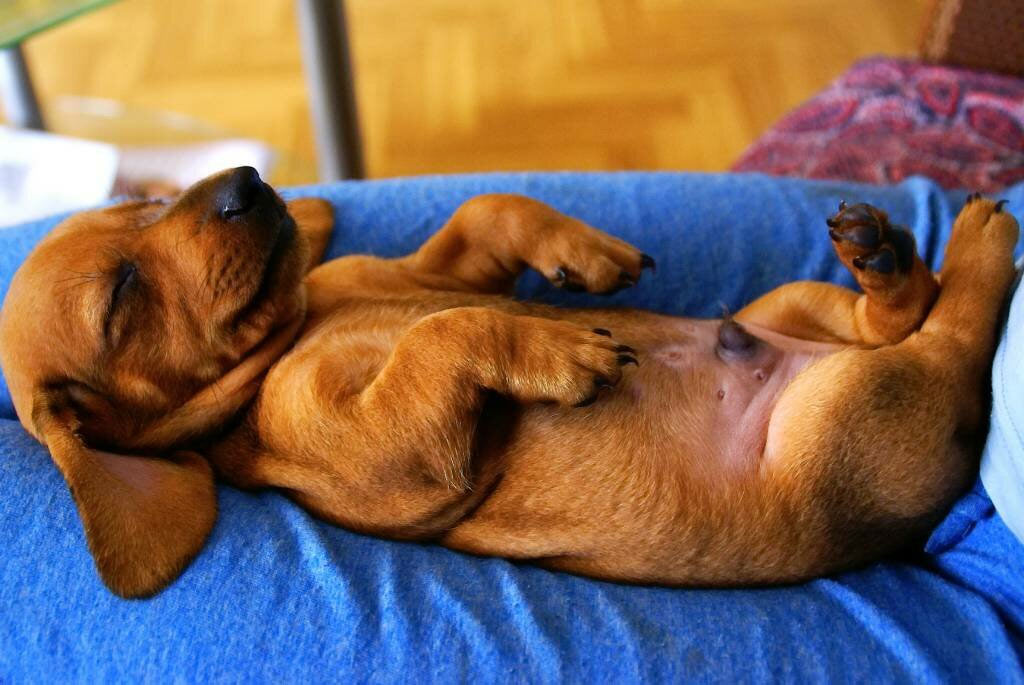 Cuántos pezones tienen los perros machos