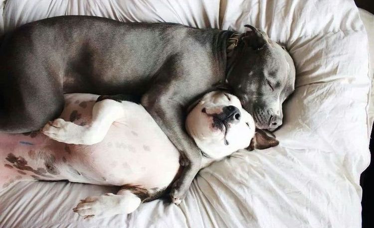 Perros durmiendo abrazados