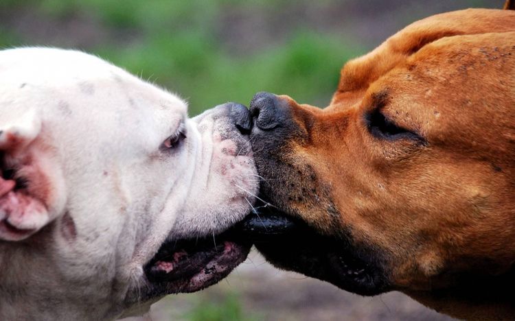 Los perros se besan