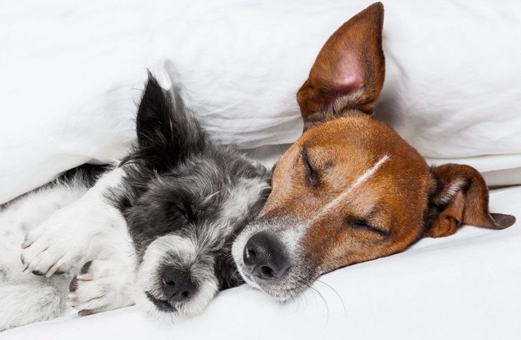 Los perros duermen bajo una manta
